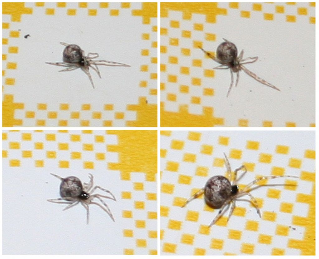 Parasteatoda sp. - Basso Piave (VE)